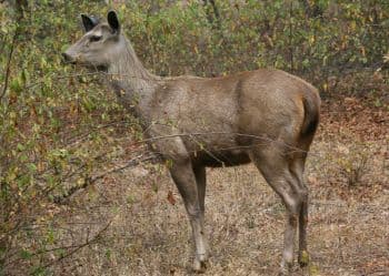 Sambar deer in forest
