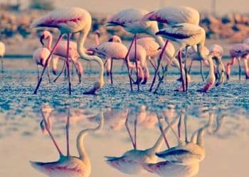 Flamingos at Sambhar Lake