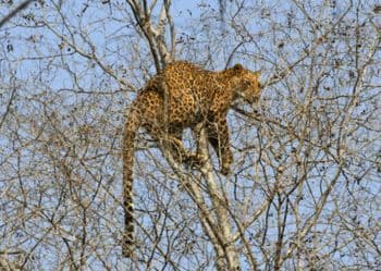 Leopard resting on tree