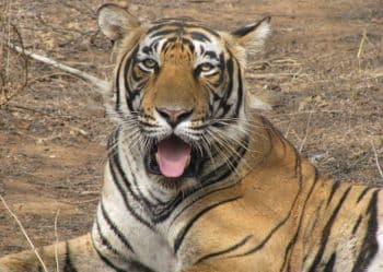 Sariska tiger closeup