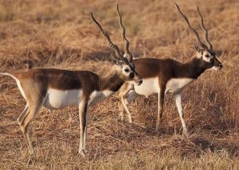 Blackbucks at Tal Chhapar
