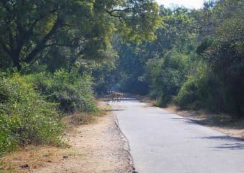 Deer on road in Bharatpur