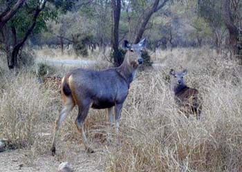  Nilgai in Sariska 