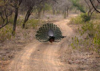  Peacock Sariska trail 