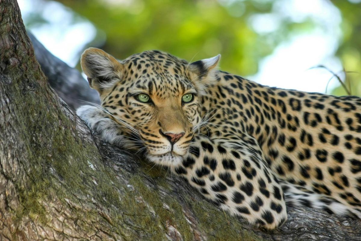 Jhalana Leopard Safari Tiger