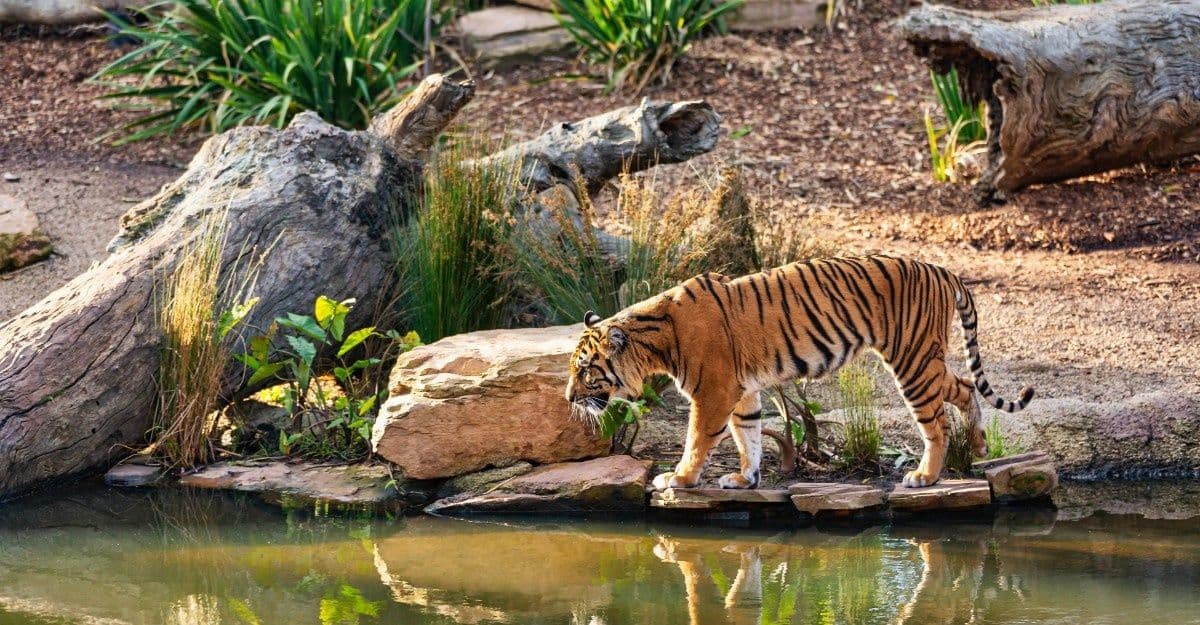 Tiger Lion Safari in Jaipur Wildlife Park Tour Tiger Lion Safari Jaipur