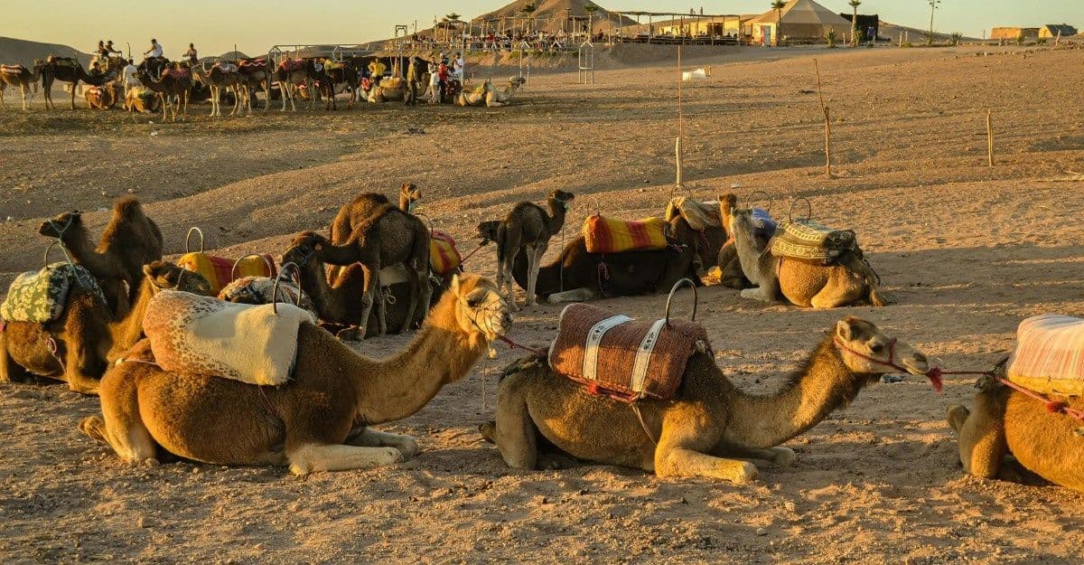Scene of Desert Life in Rajasthan Desert Life in Rajasthan