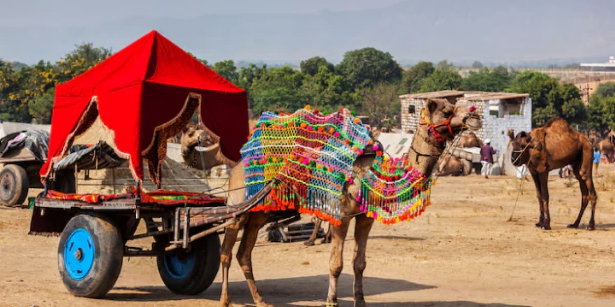 Camel Taxi at Pushkar Mela - Pushkar Camel Fair, Pushkar, Rajasthan, India Pushkar Camel Fair