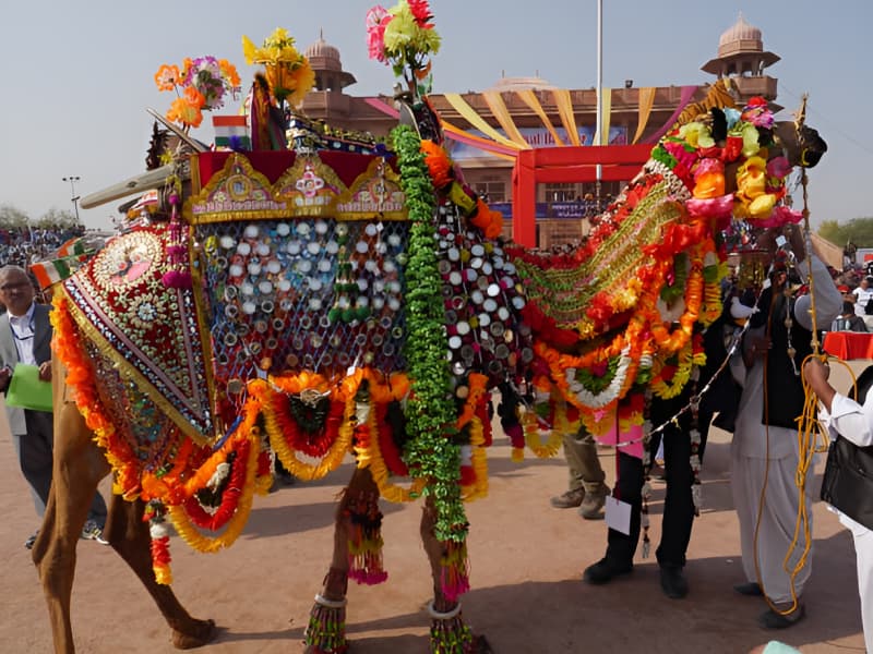 International Camel Festival Bikaner 2025 Highlights and Events International Camel Festival 2025