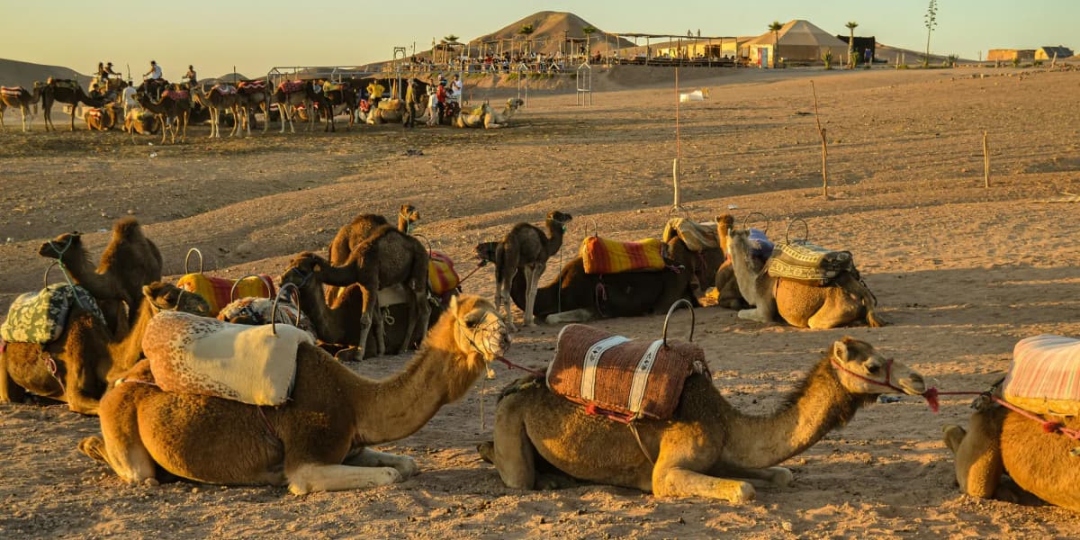 Camels Resting at Desert Camp in Rural Rajasthan Sand Dunes Desert Life Rajasthan Village